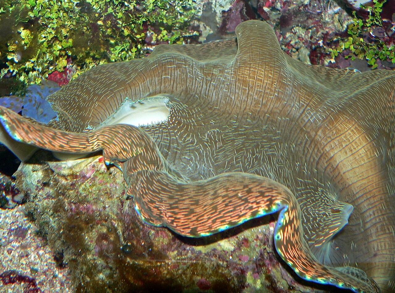 Southern Giant Clam reference