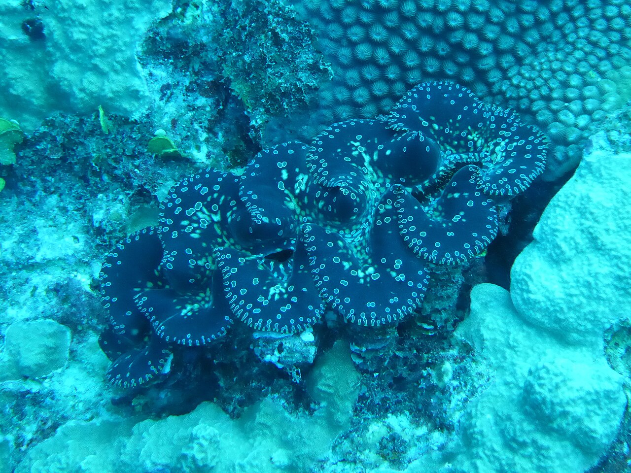 Noah's Giant Clam reference