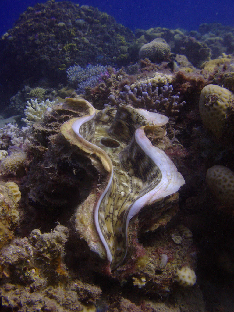 Fluted Giant Clam reference