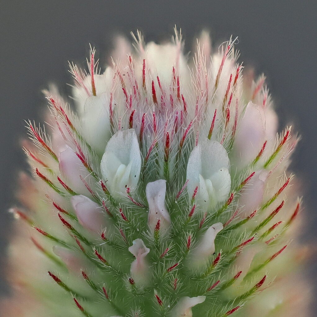 Rabbitfoot Clover reference