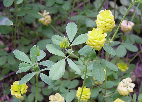 hop trefoil reference