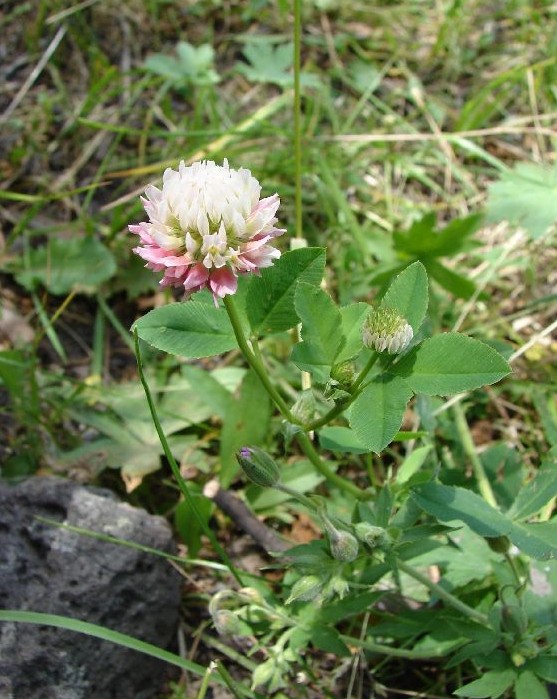 Alsike Clover reference