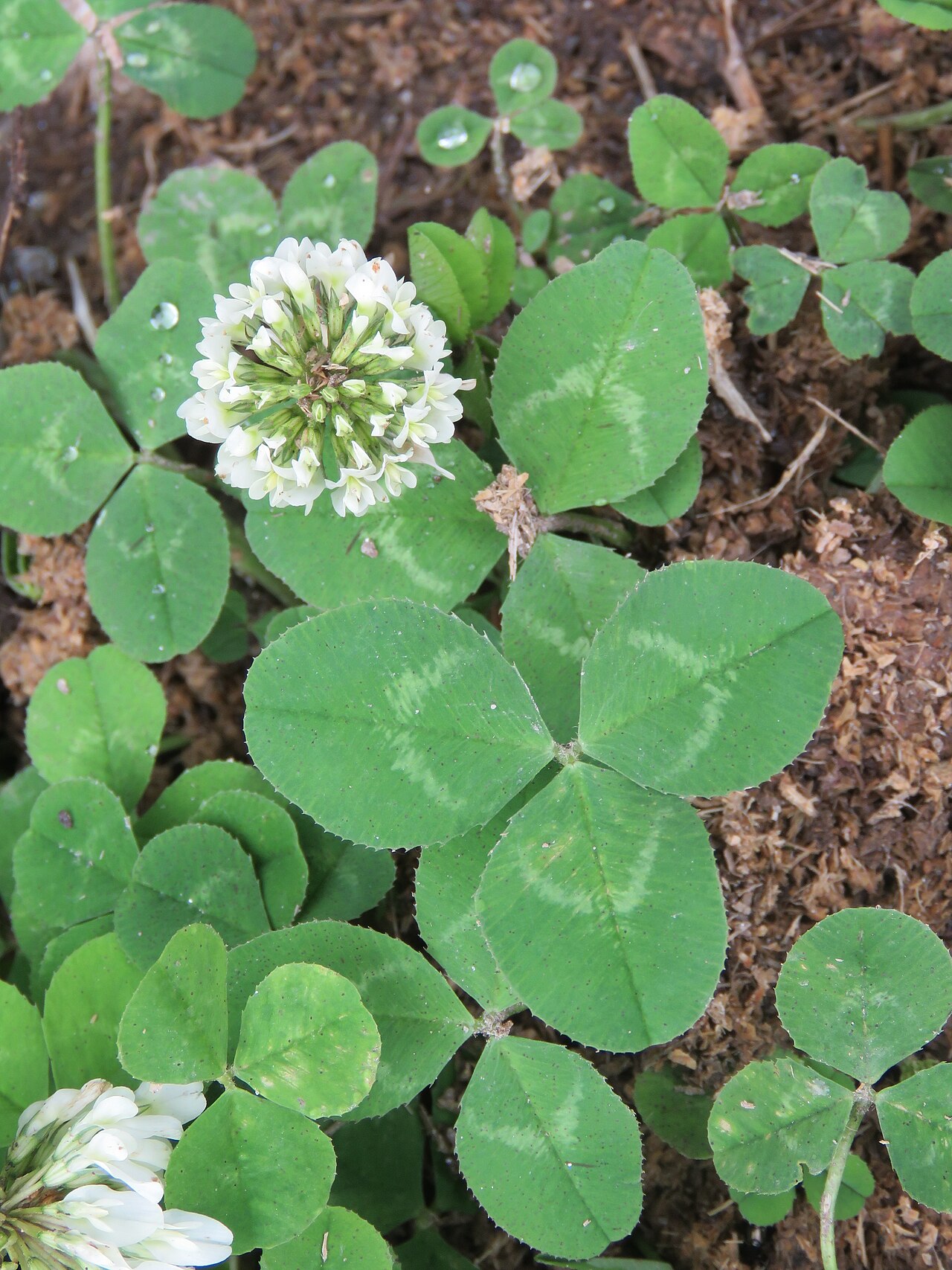 White Clover reference