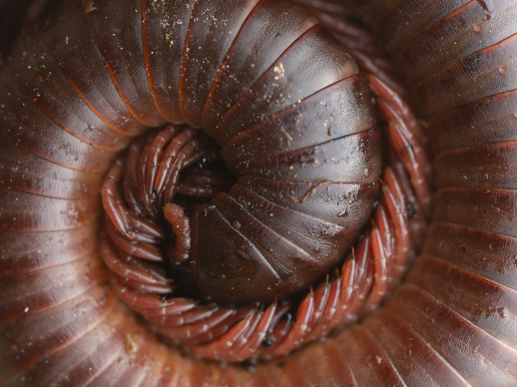 Rusty Millipede reference