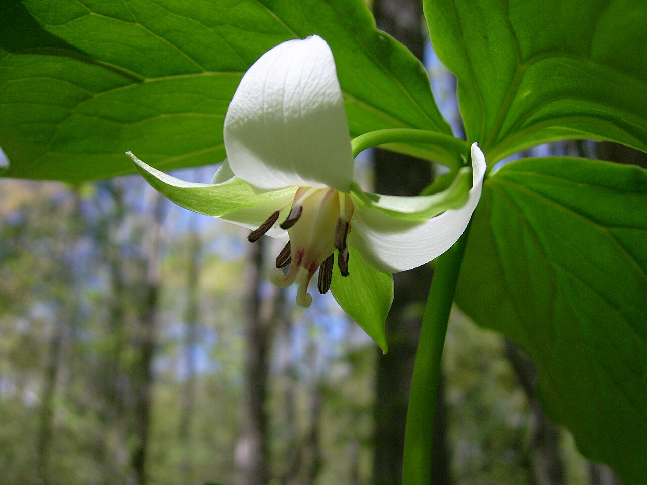 nodding trillium reference