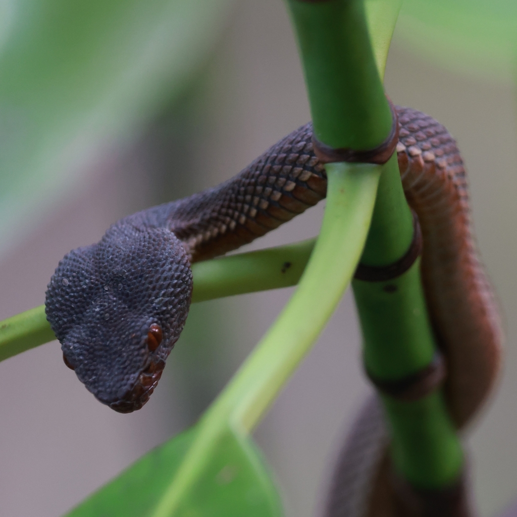 Mangrove Pit Viper reference