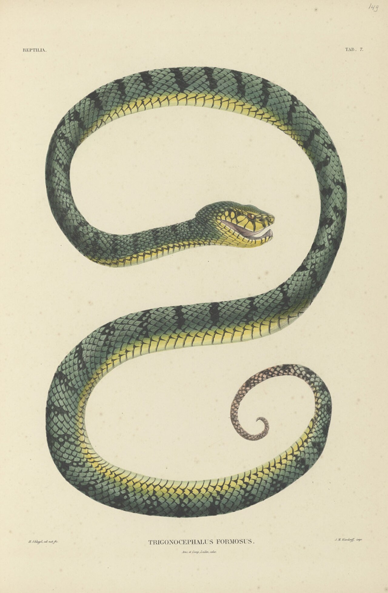 Eyelash Pit Viper reference
