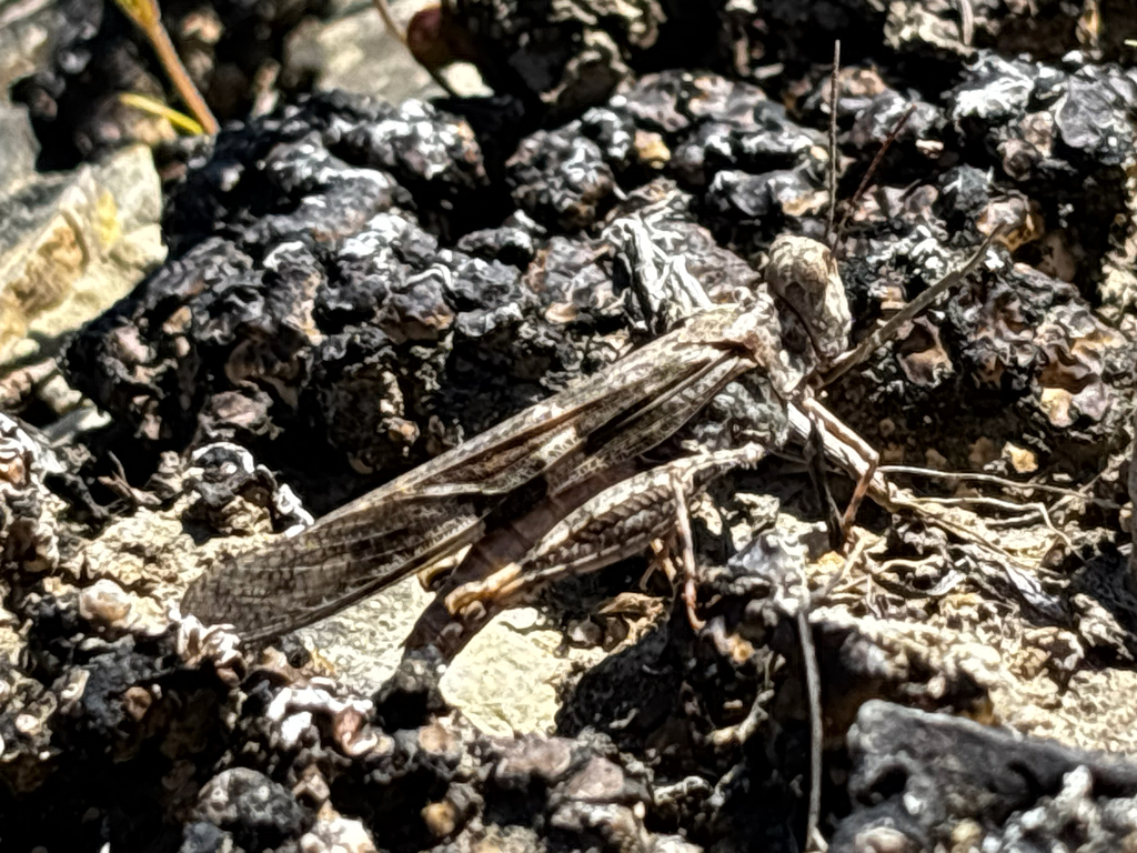Pallid-winged Grasshopper reference