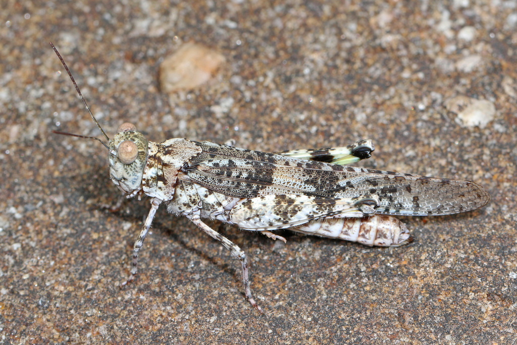 Lichen Grasshopper reference