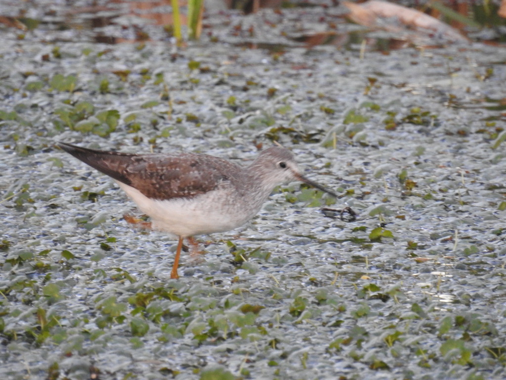 Lesser Yellowlegs reference