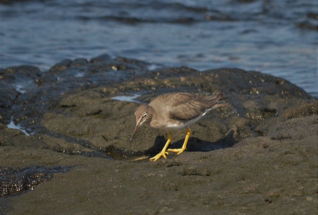 Wandering Tattler reference