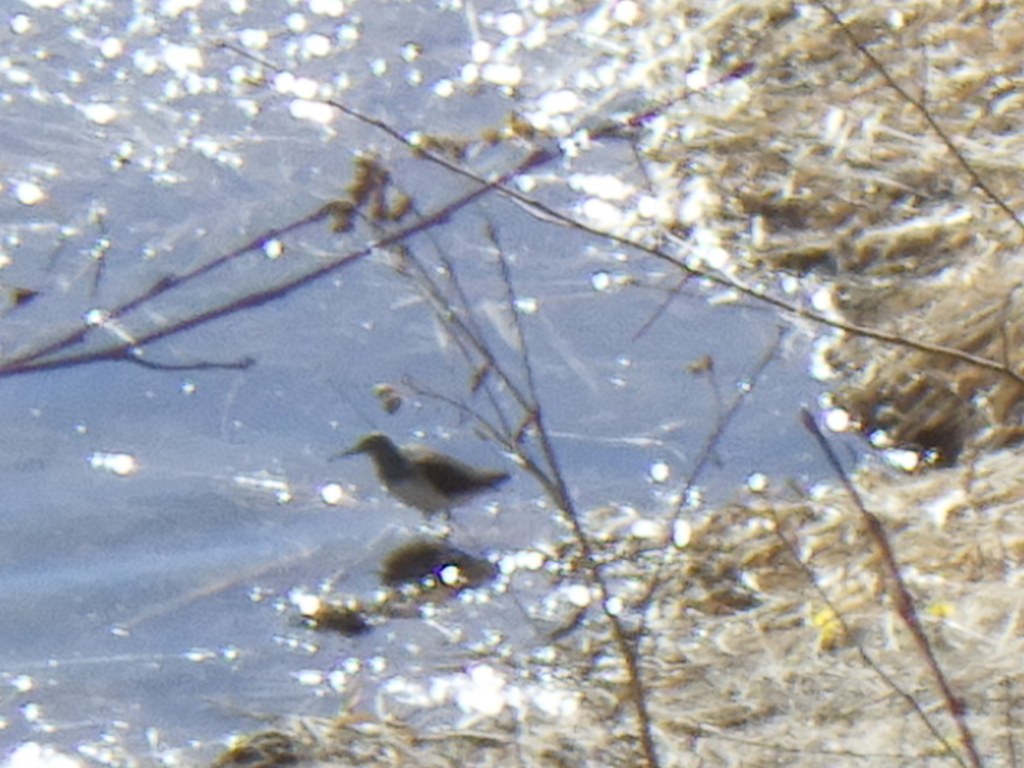 Green Sandpiper reference