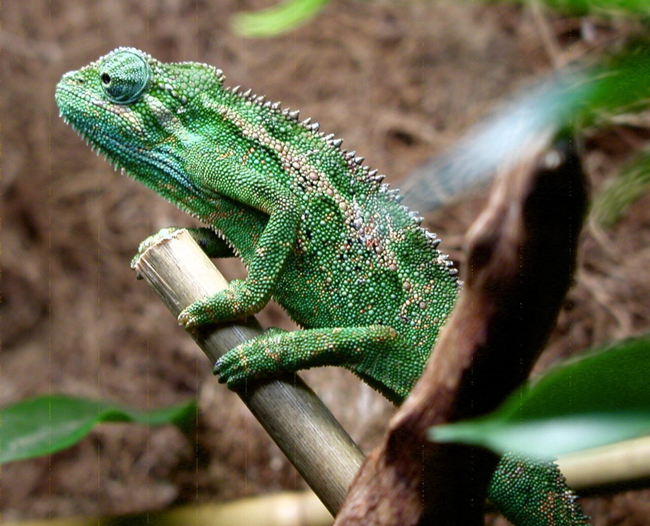 Montane side-striped chameleon reference