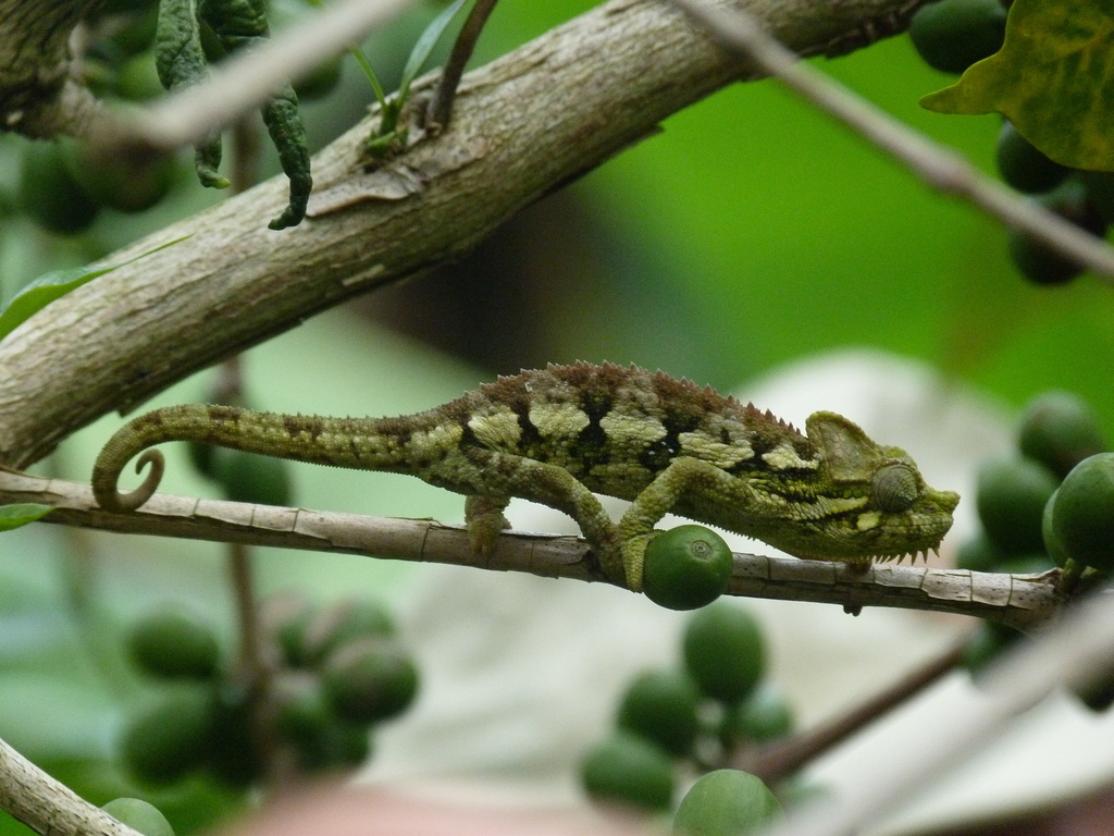Helmeted Chameleon reference