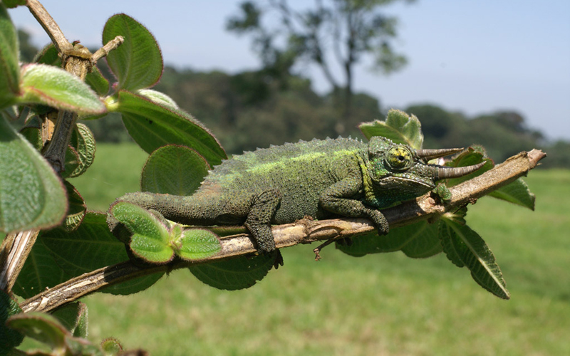 Jackson's Chameleon reference