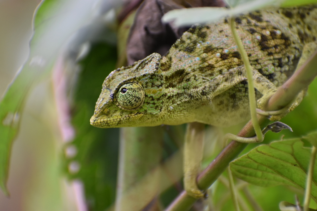 Rwenzori Three-horned Chameleon reference