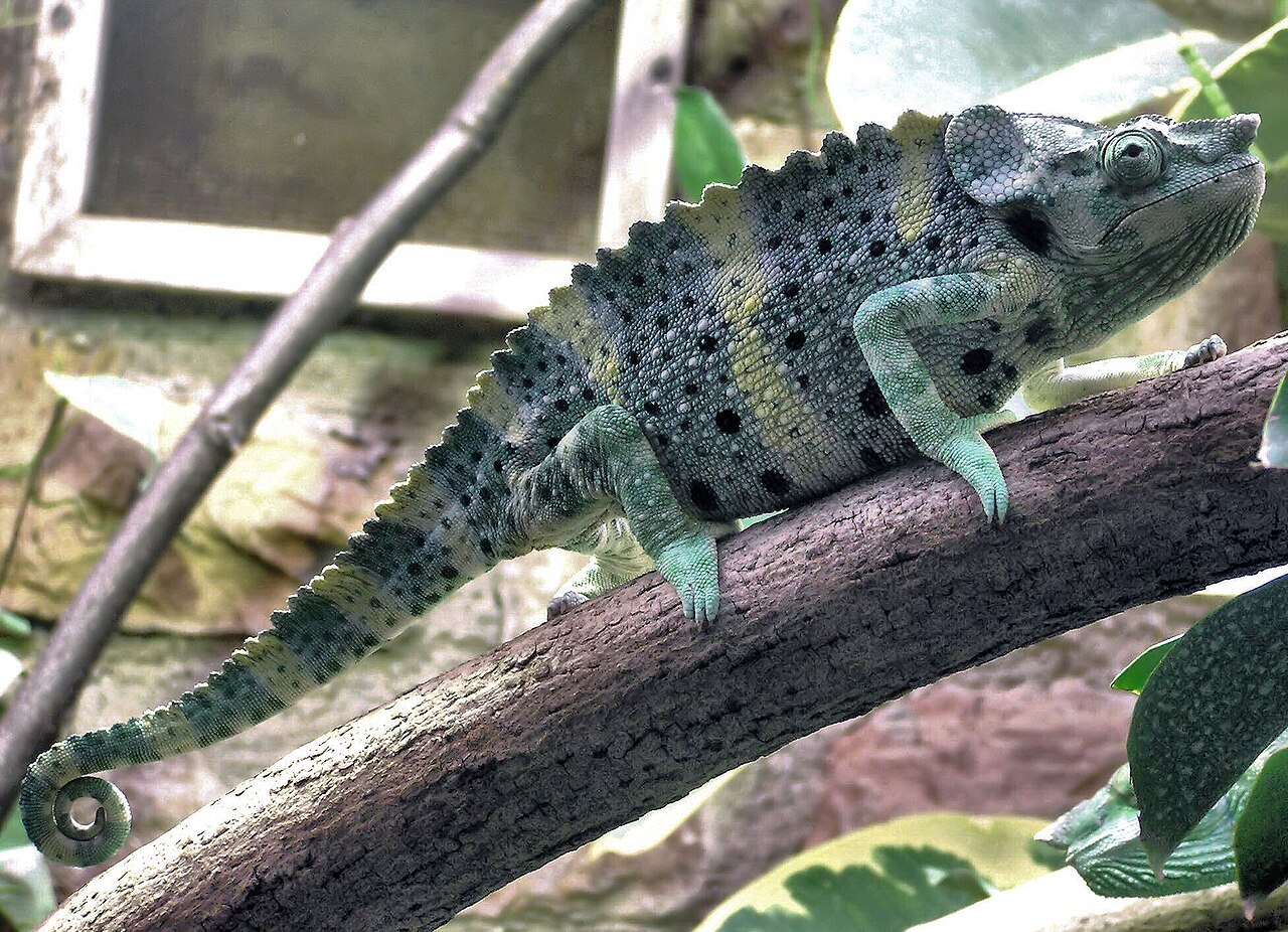 Meller's Chameleon reference