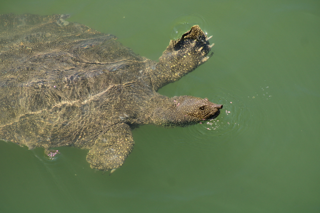 African Softshell Turtle reference