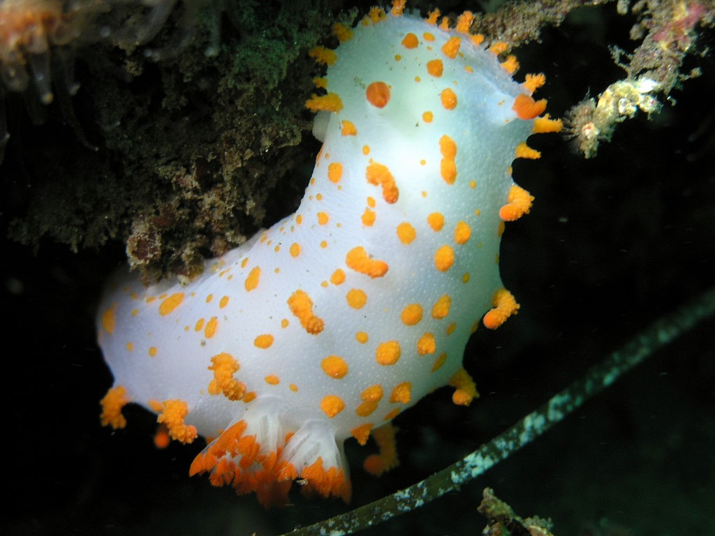 Clown Nudibranch reference