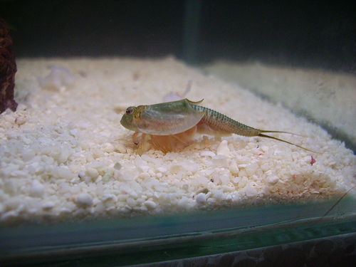 Shield Shrimp