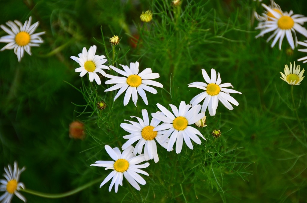 scentless mayweed reference