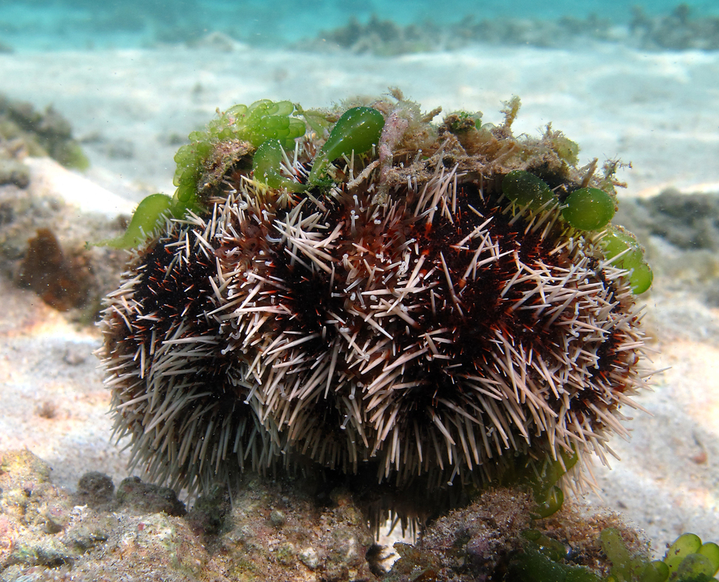 Collector Urchin reference