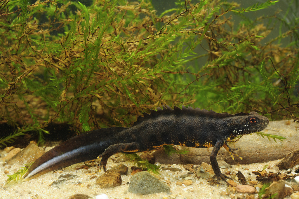 Italian Crested Newt reference