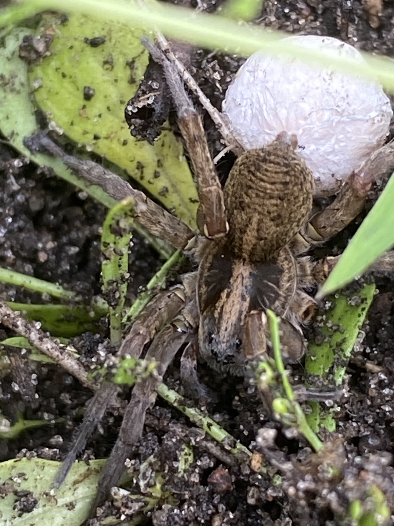 Rustic Wolf Spider reference