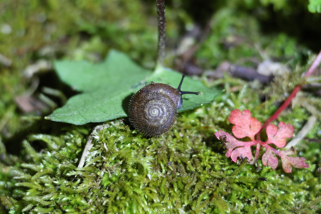 Hairy Snail reference