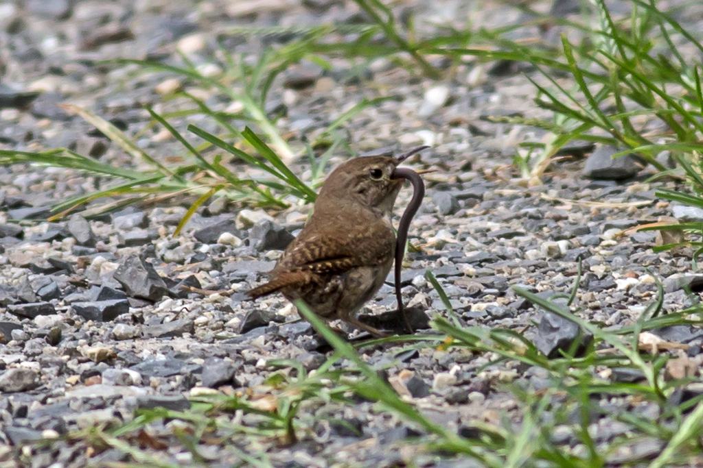 Northern House Wren reference