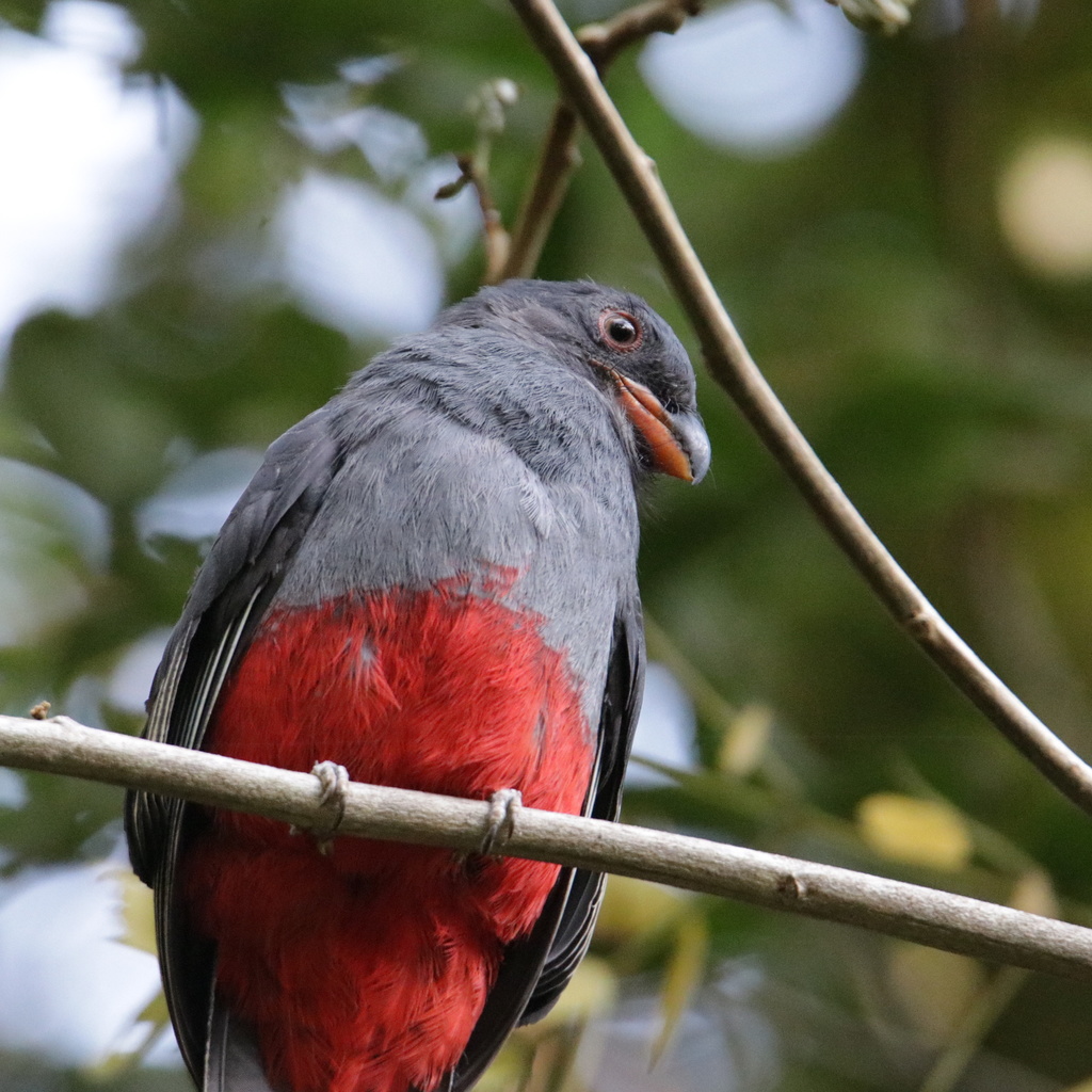 Slaty-tailed Trogon reference