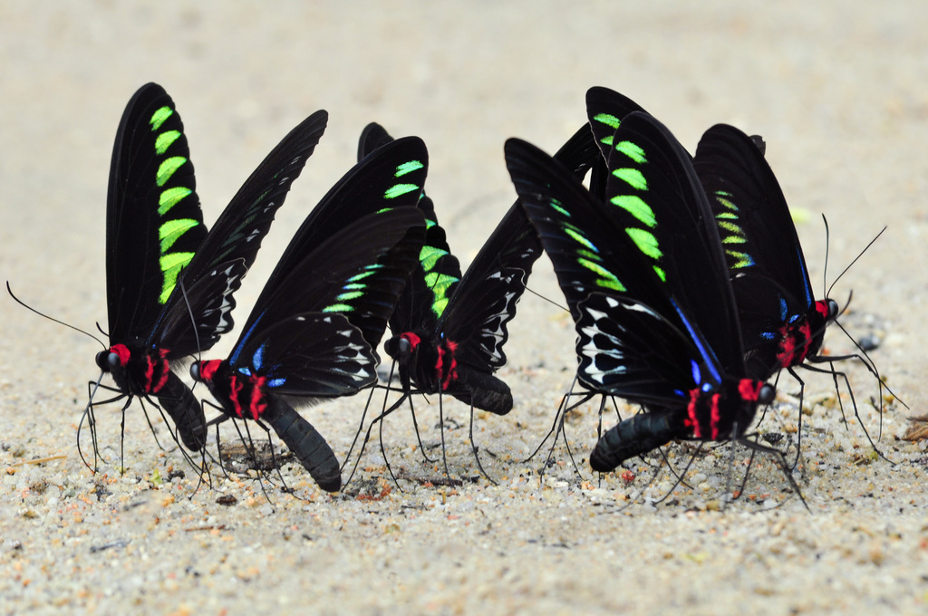 Rajah Brooke's Birdwing reference