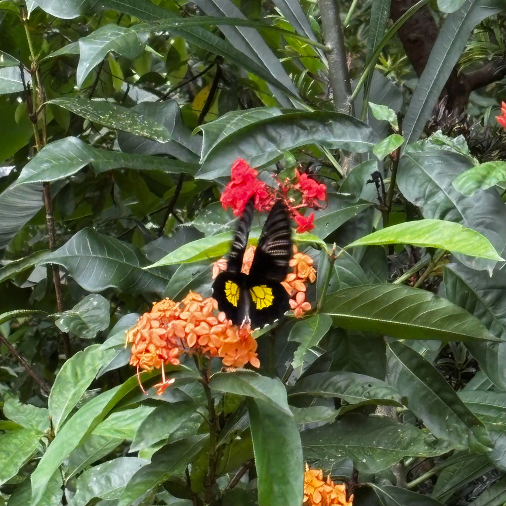 Golden Birdwing reference