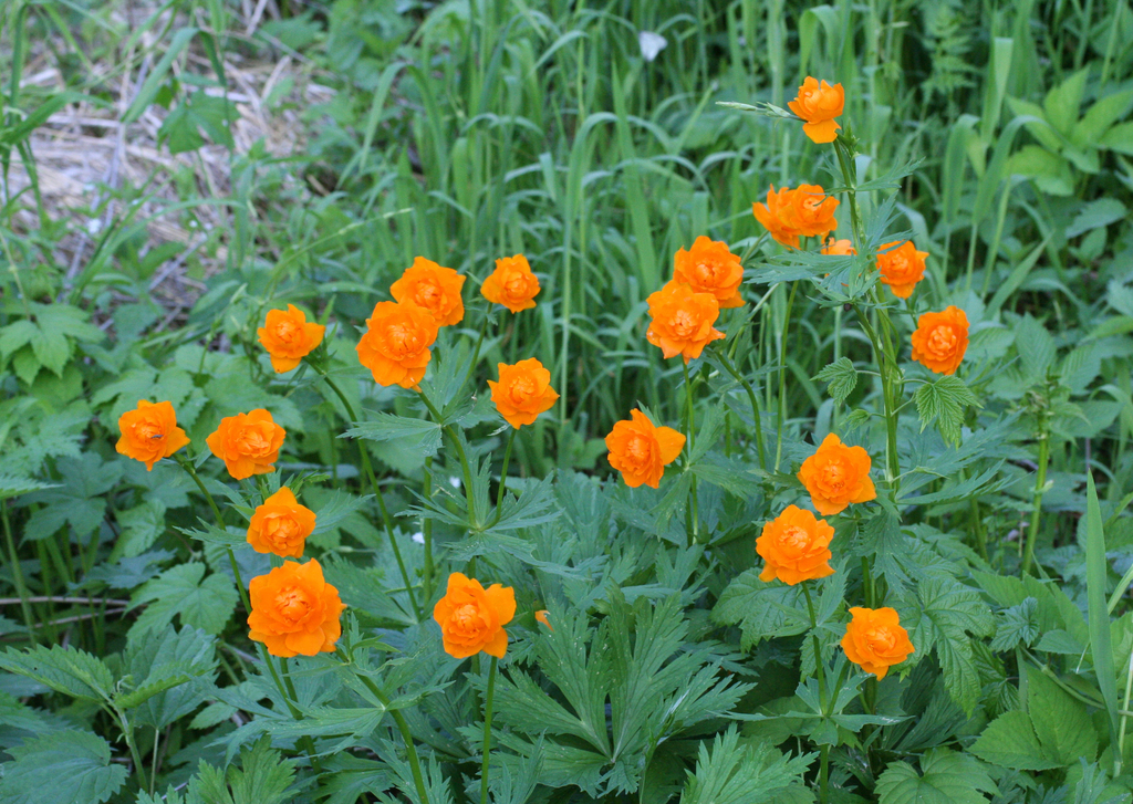 Asian globeflower reference