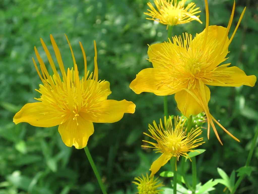 Chinese globeflower reference