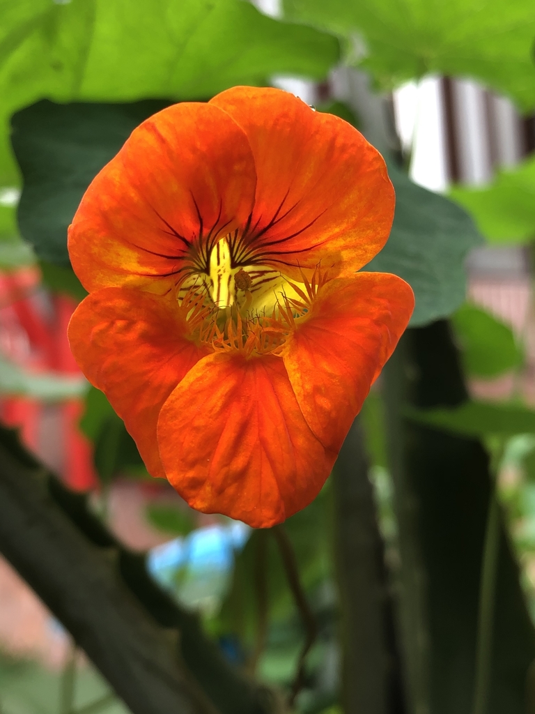 garden nasturtium reference