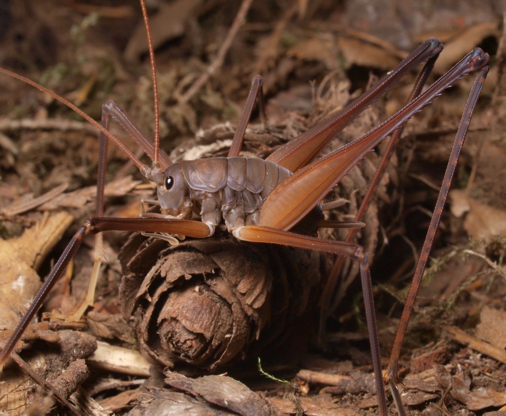 Square-legged Camel Cricket reference
