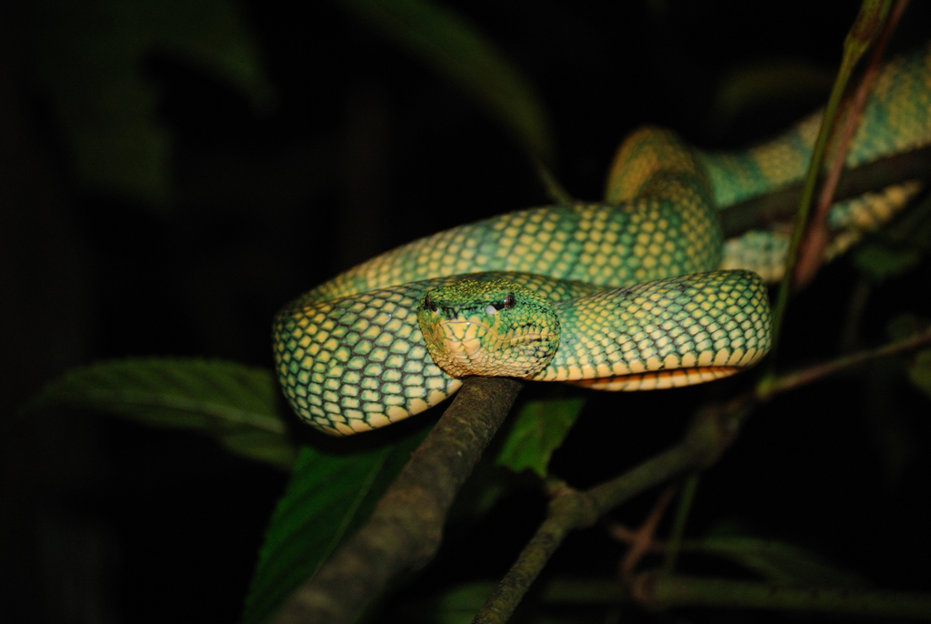 Wagler's Pit Viper reference