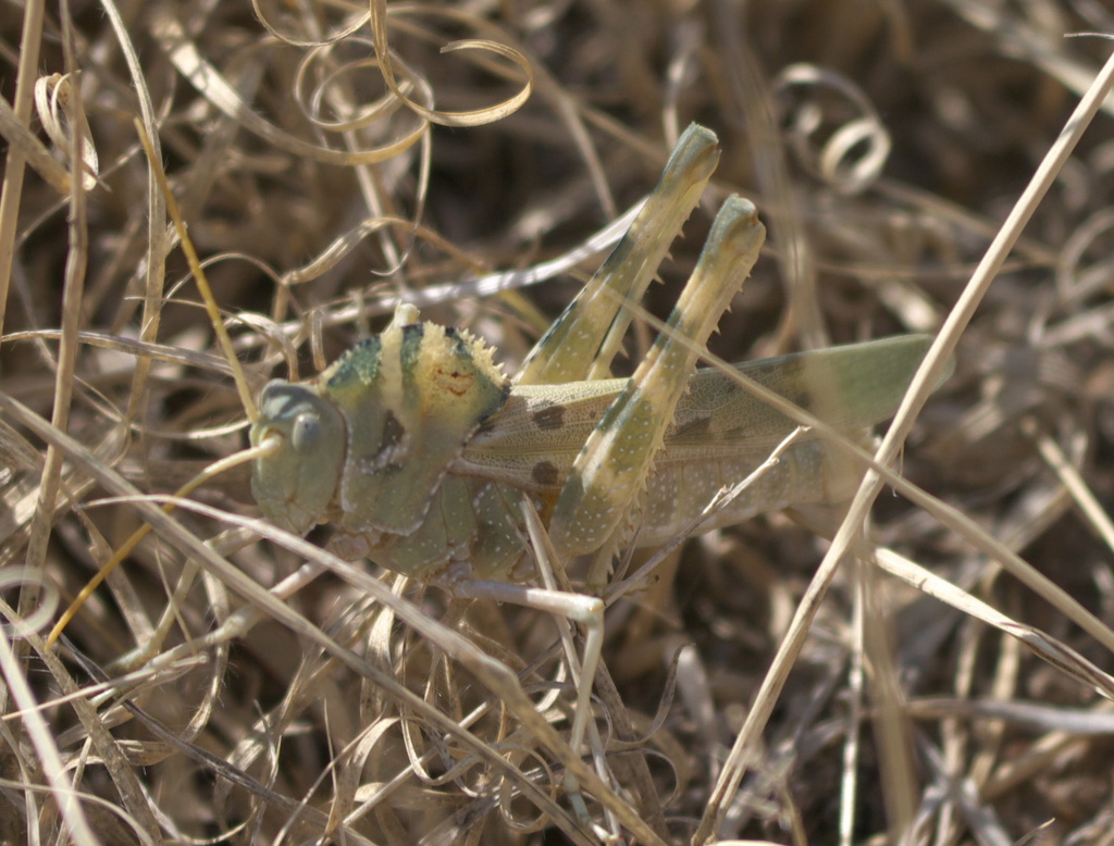 Great Crested Grasshopper reference