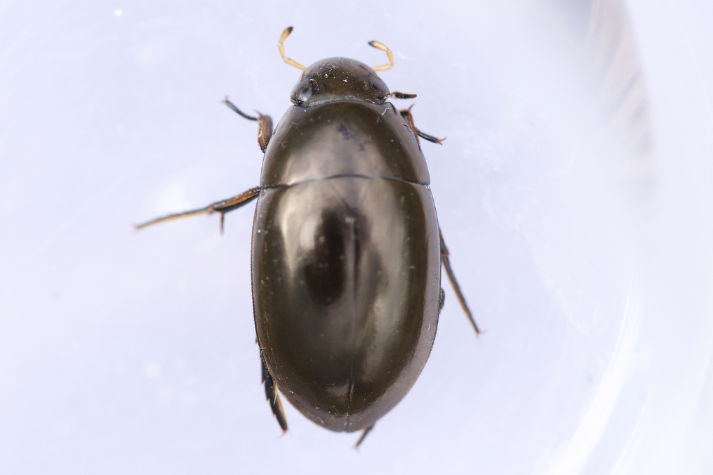 Tropisternus glaber reference