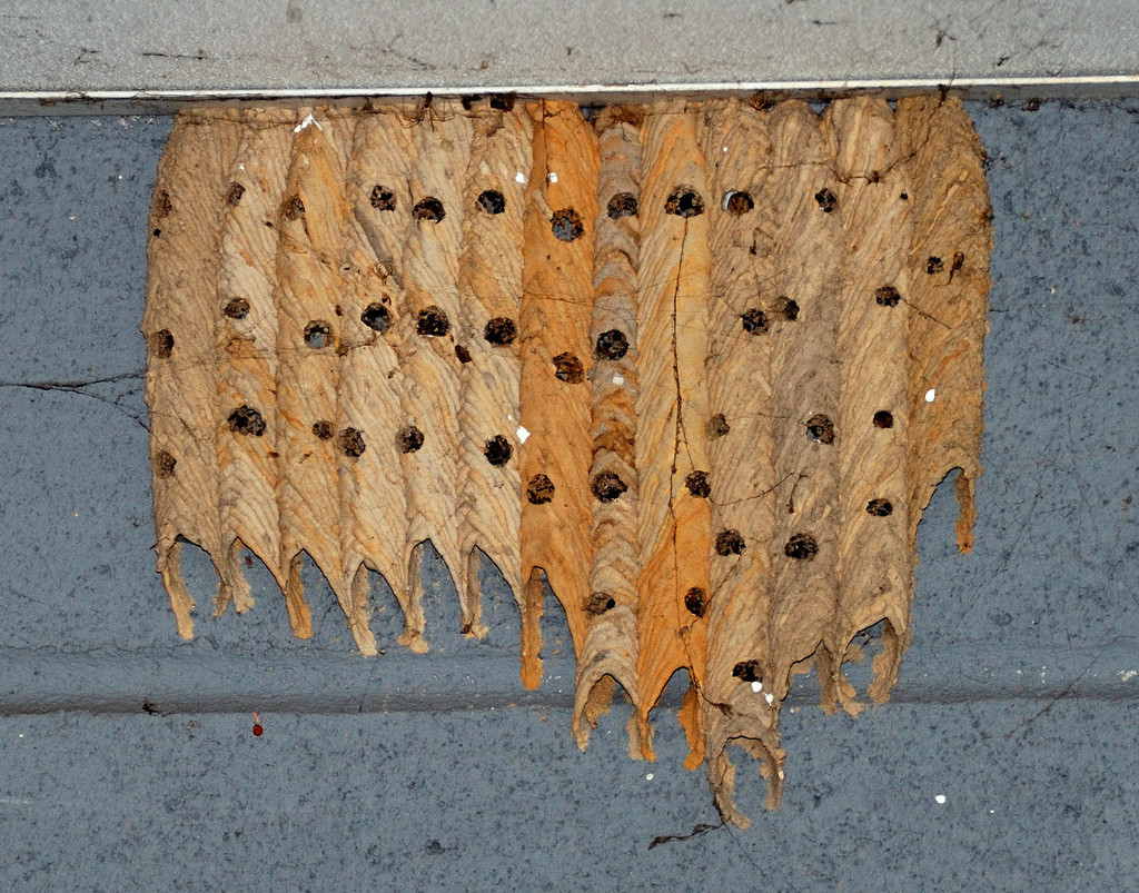 Organ-pipe Mud-dauber Wasp reference