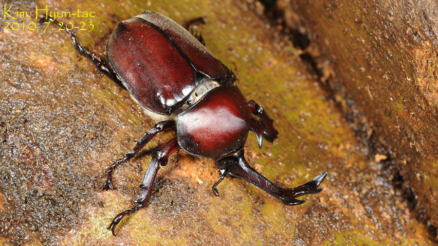 Japanese Rhinoceros Beetle reference