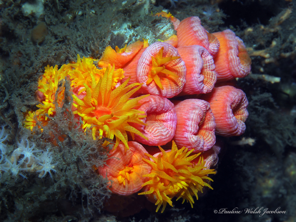 Sun Coral reference