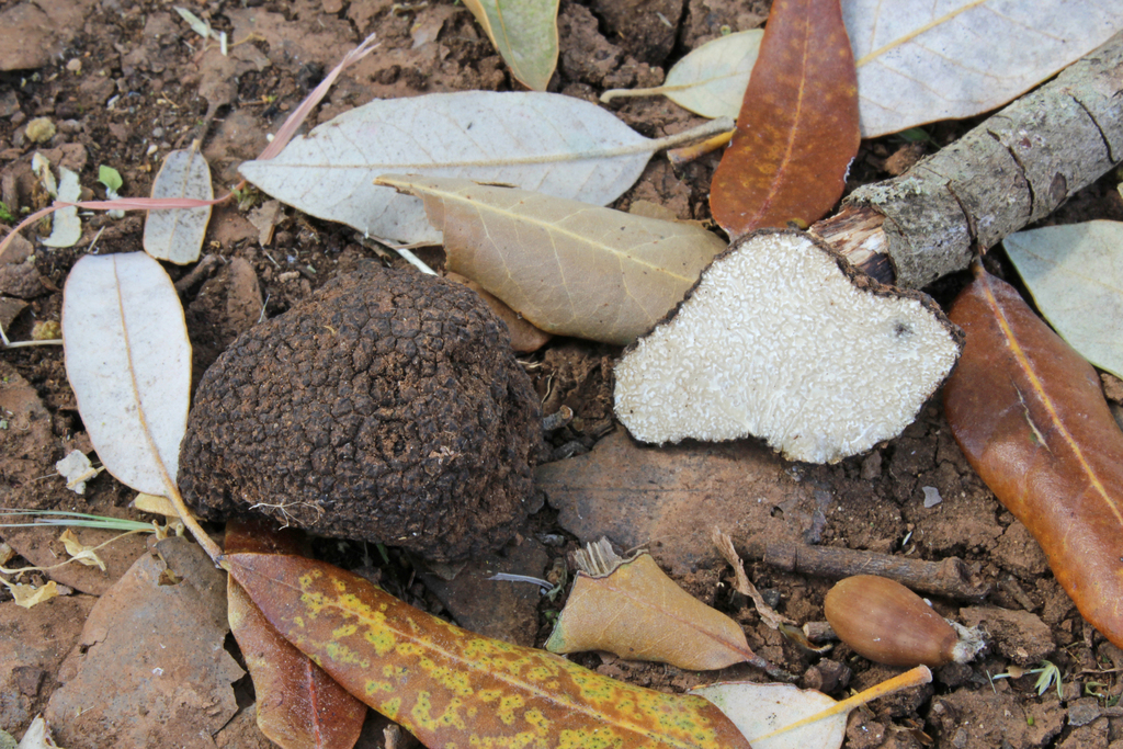 Summer Truffle reference