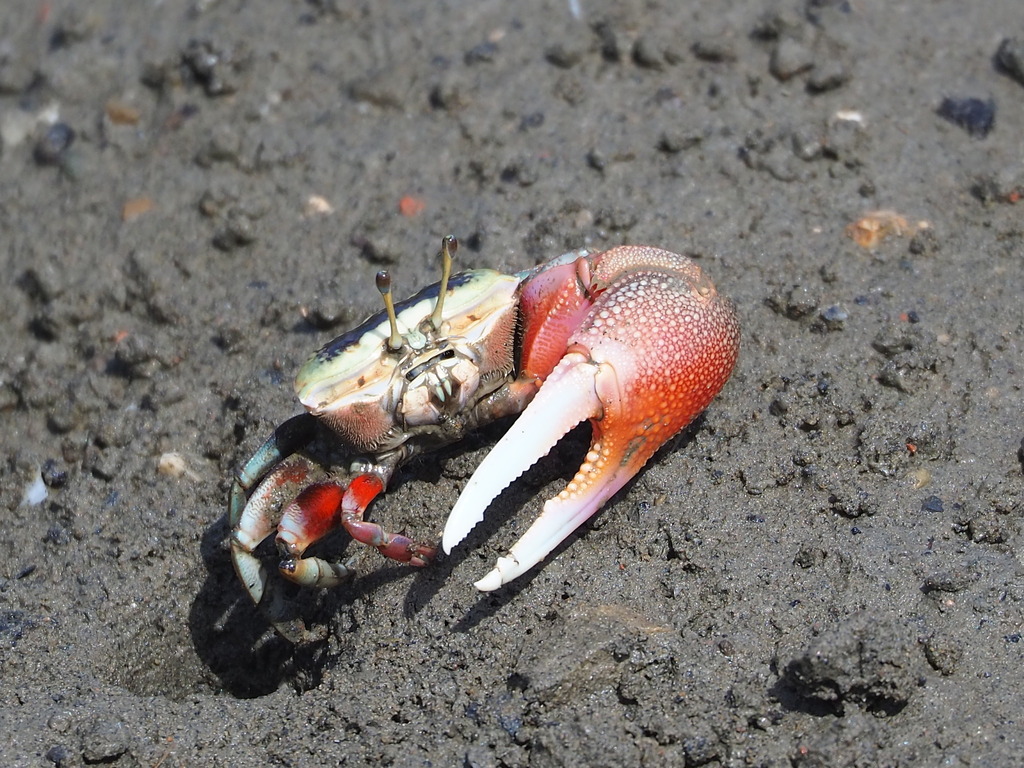Bowed Fiddler Crab reference