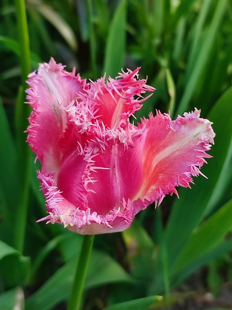 Garden Tulip reference