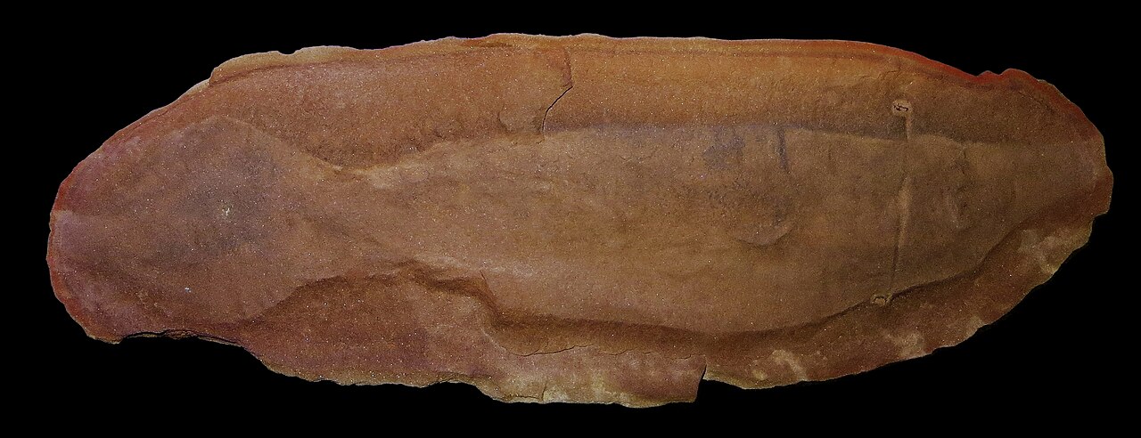 Tullimonstrum gregarium reference