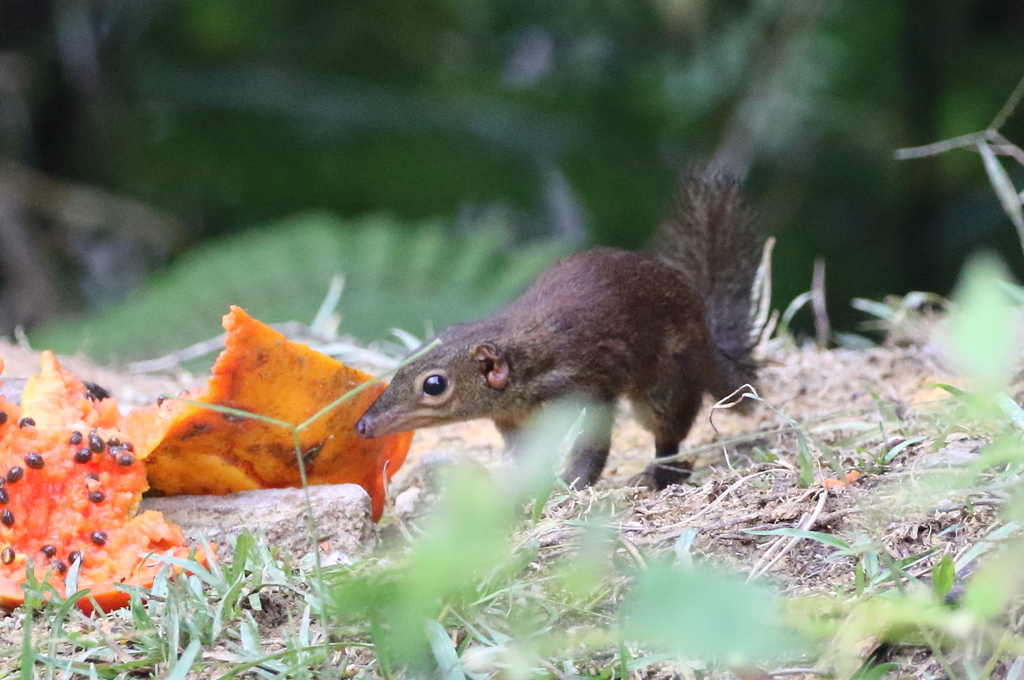 Common Treeshrew reference
