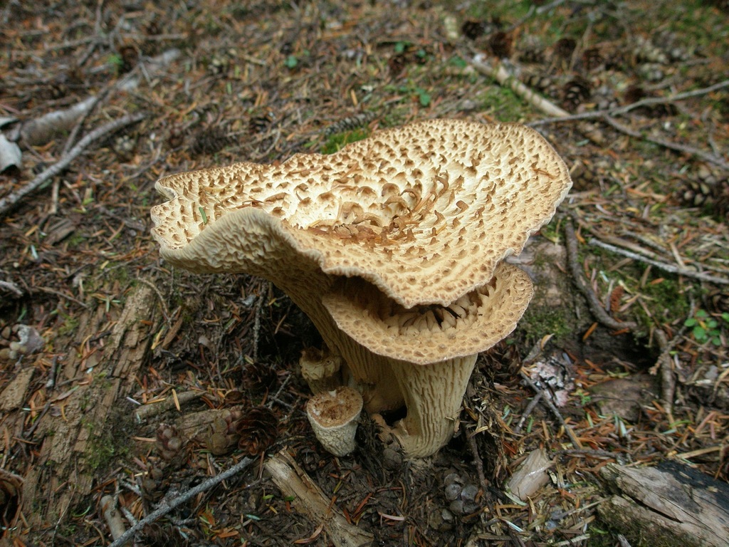 Turbinellus kauffmanii reference