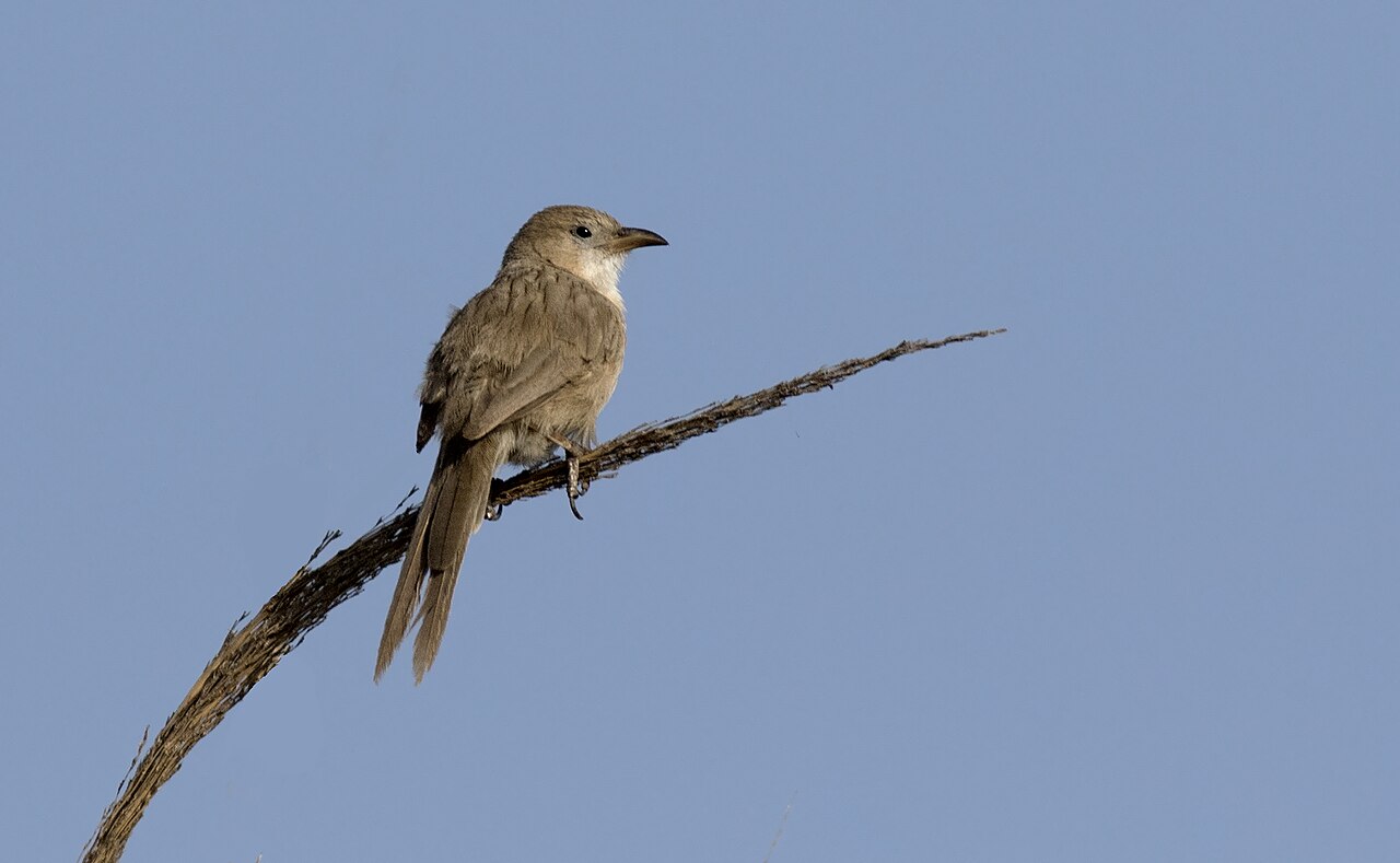 Iraq Babbler reference